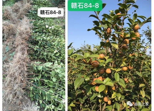 又是一年春來到，油茶種植正當時 良種壯苗與農副產品銷售的雙重關鍵