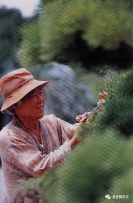 從接待過領(lǐng)導(dǎo)人的盆景園，看一個農(nóng)夫的產(chǎn)業(yè)生命旅程