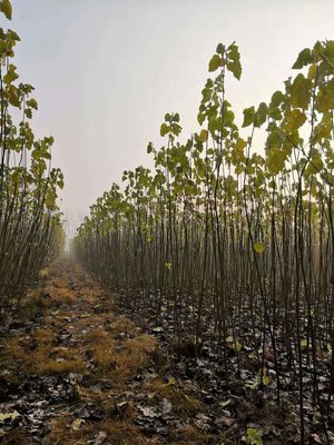 2020-2021年無絮楊樹苗市場報價分析與農(nóng)副產(chǎn)品銷售策略探討