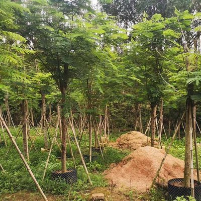 紅花映日，綠意成蔭 鳳凰木容器苗與綠化工程全案解析